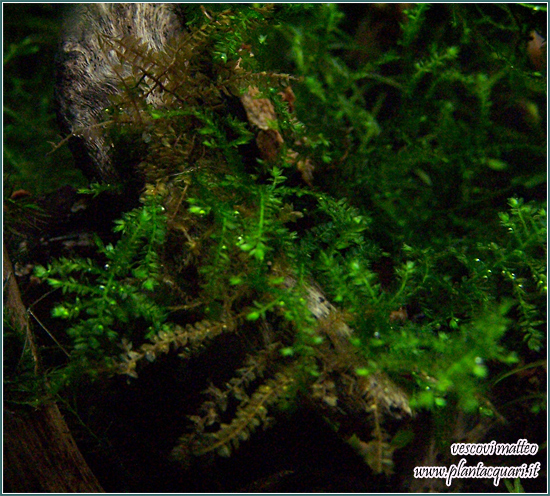 Weeping_Moss_Vesicularia_fe